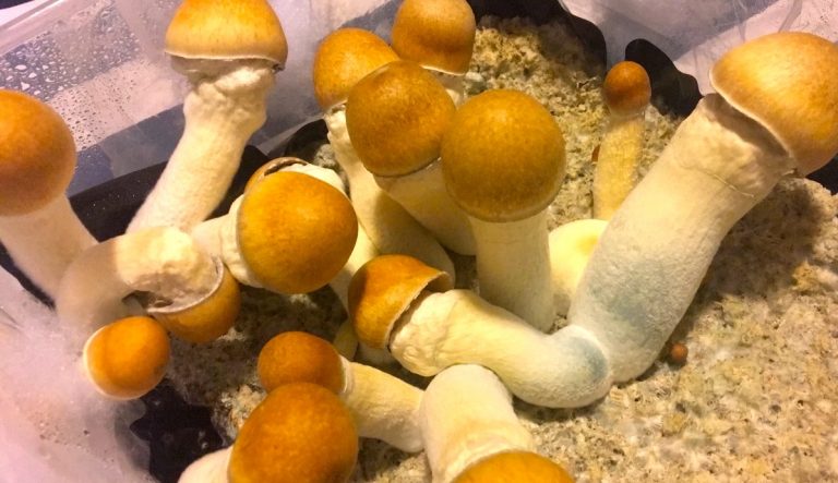 All You Need To Know About The Fungi: buy penis envy