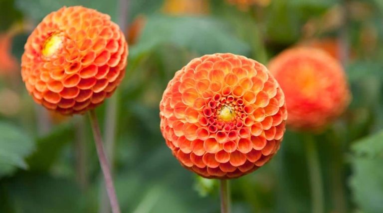 Soft Fragrant Peach-Colored Thca Flowers