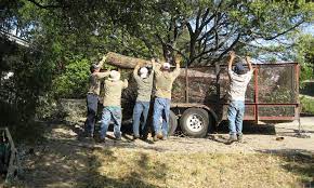 Trusted Arborists for Comprehensive Tree Maintenance Services in Austin.
