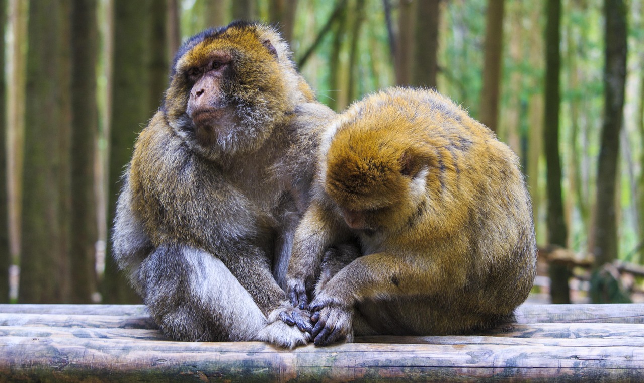 Monkeys, maintenance, fur — Fire Watch Companies That Provide Rapid Response, Professional Oversight, and Total Safety Assura