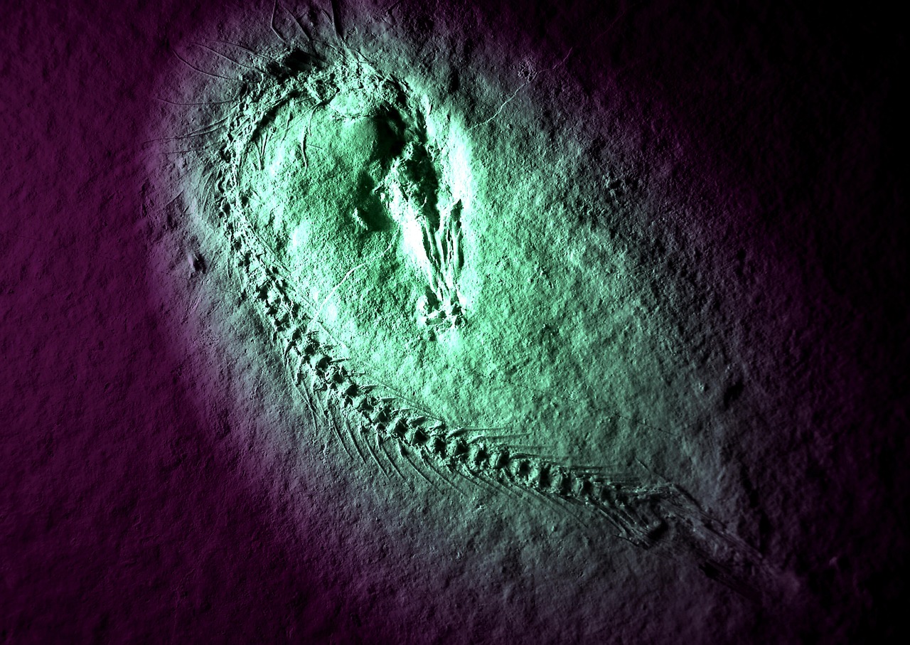 Fossil, fish, solnhofen — Uncover Full Coverage Details Through Expert Policy Limit Investigations
