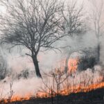 toxic wildfire haze