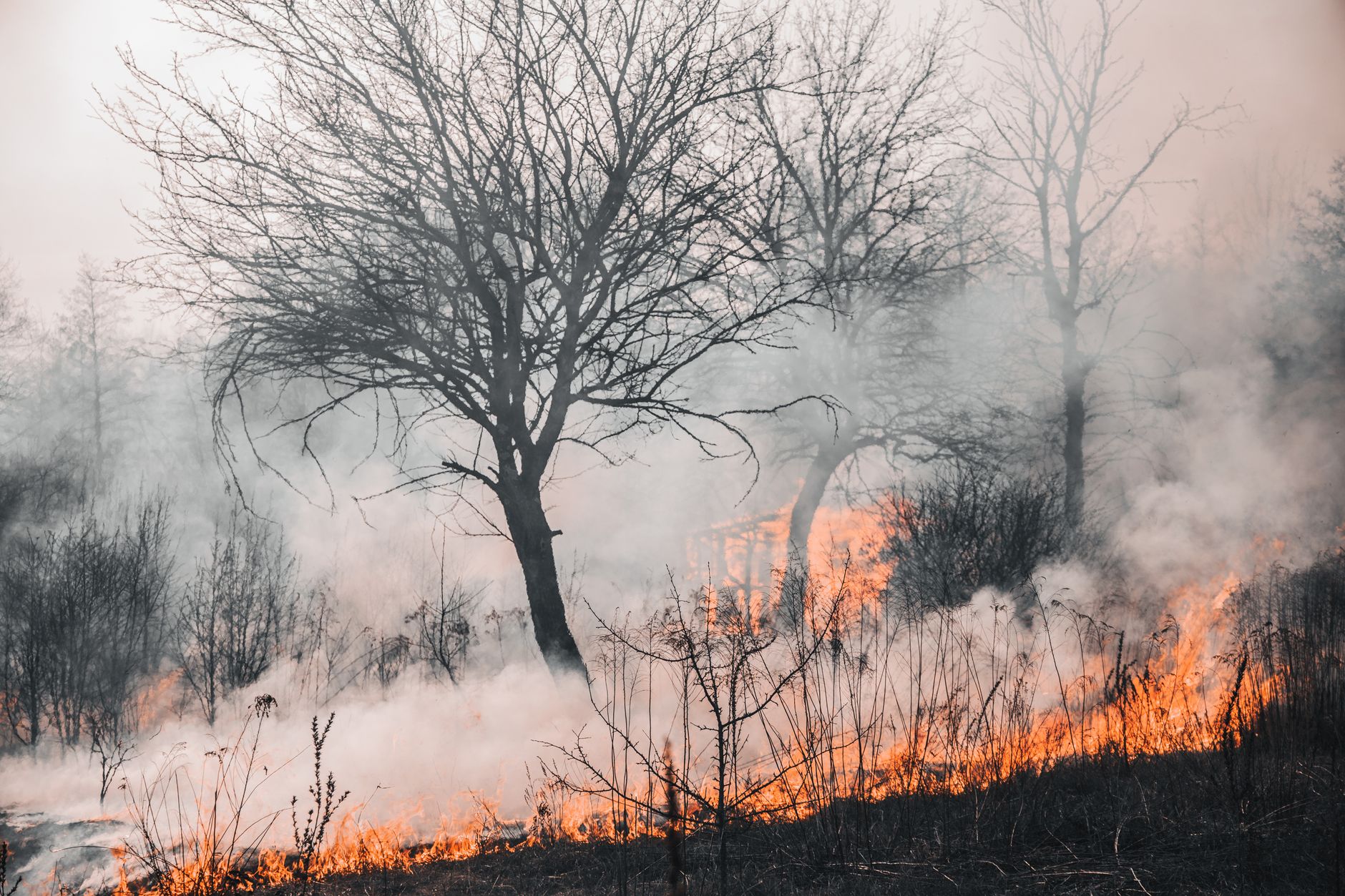 toxic wildfire haze