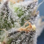 cannabis resin come