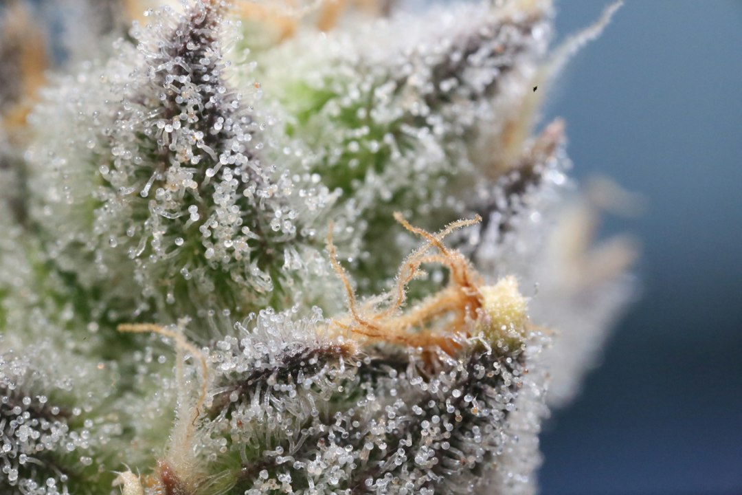 cannabis resin come